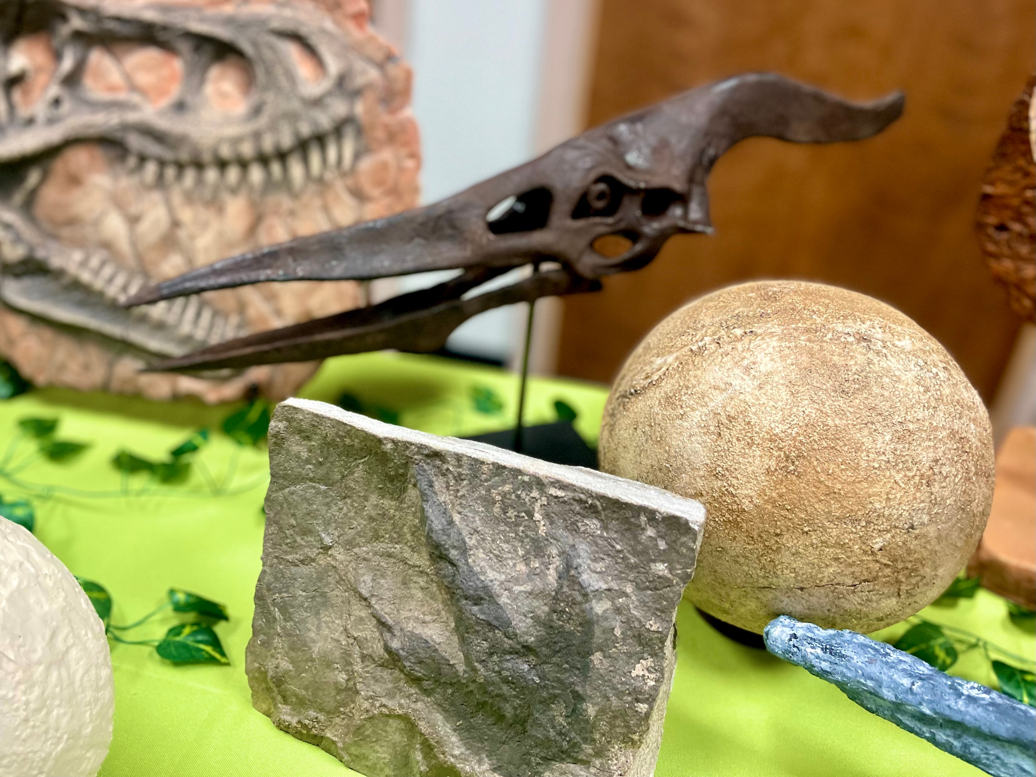 Dino Mike fossil experience