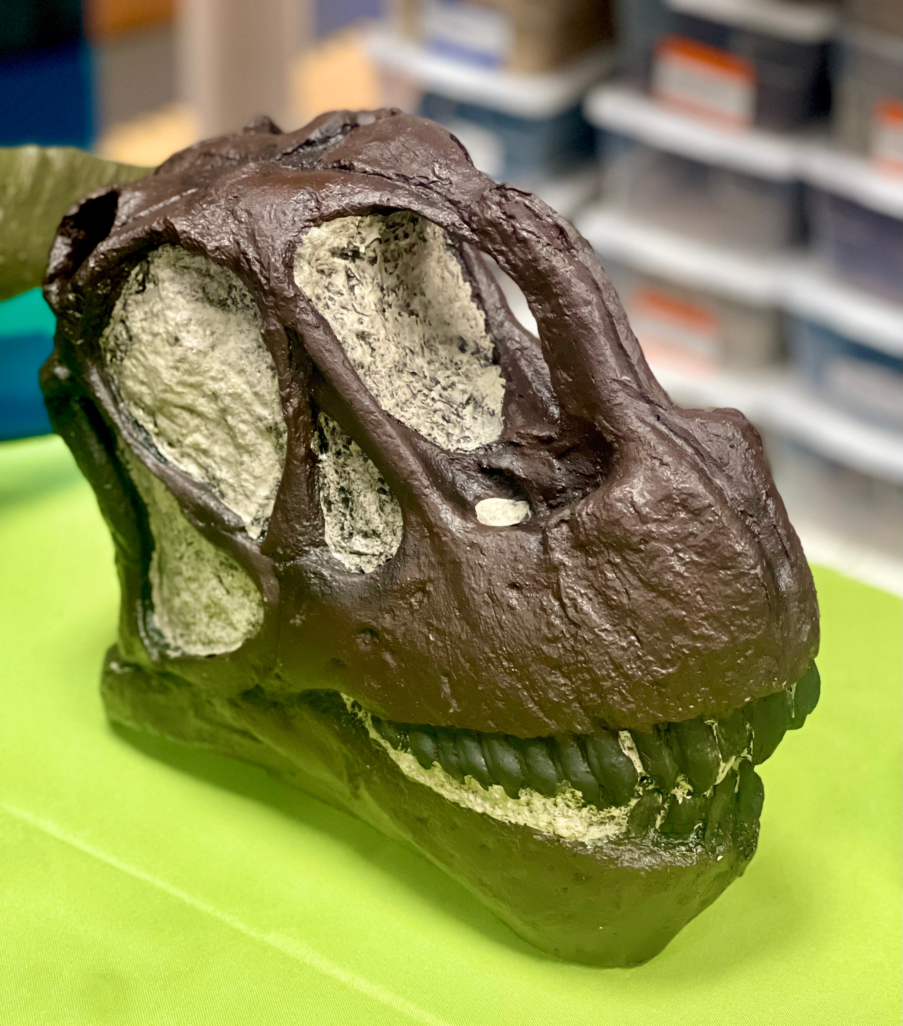 Dino Mike fossil experience