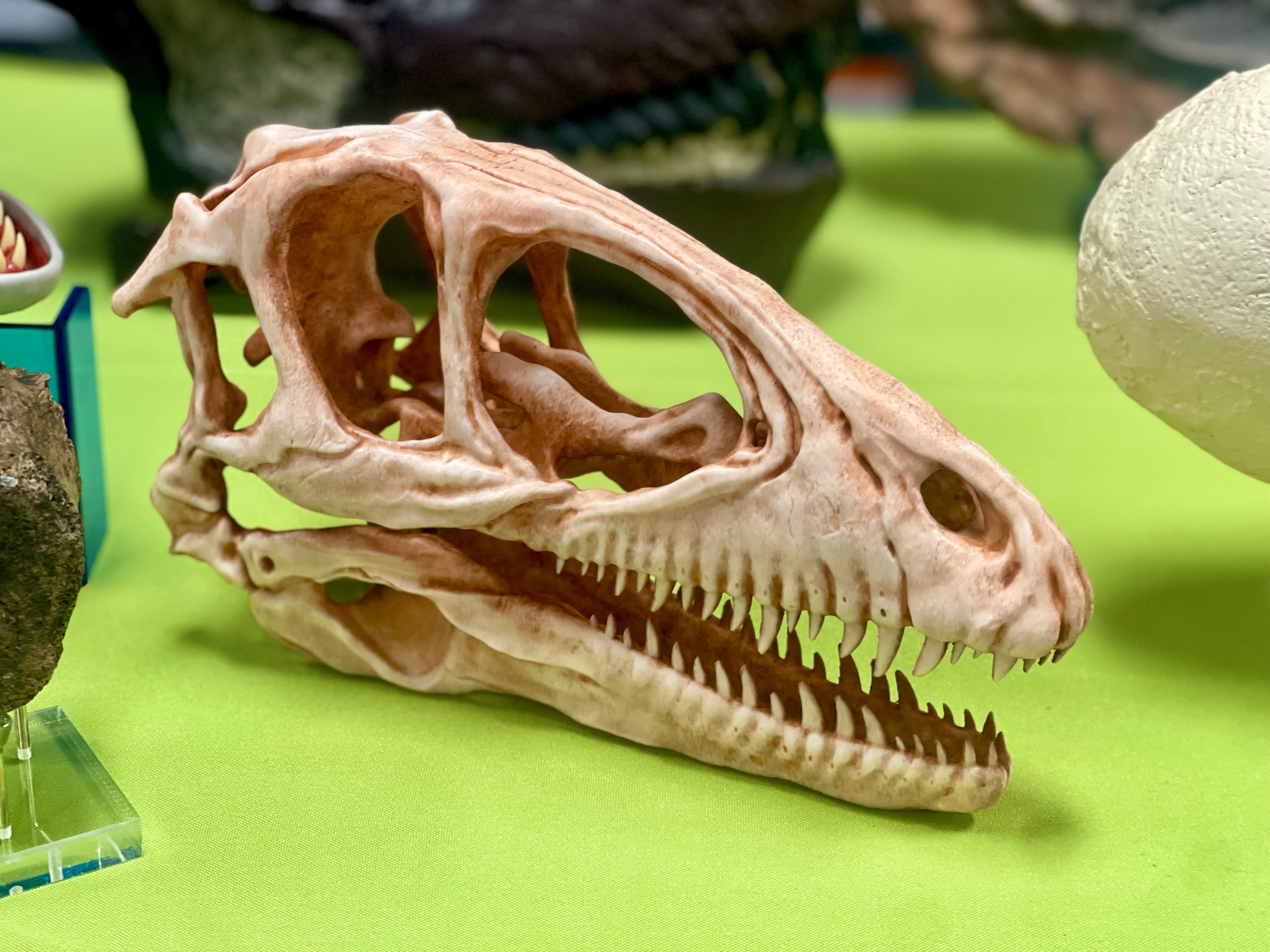 Dino Mike fossil experience