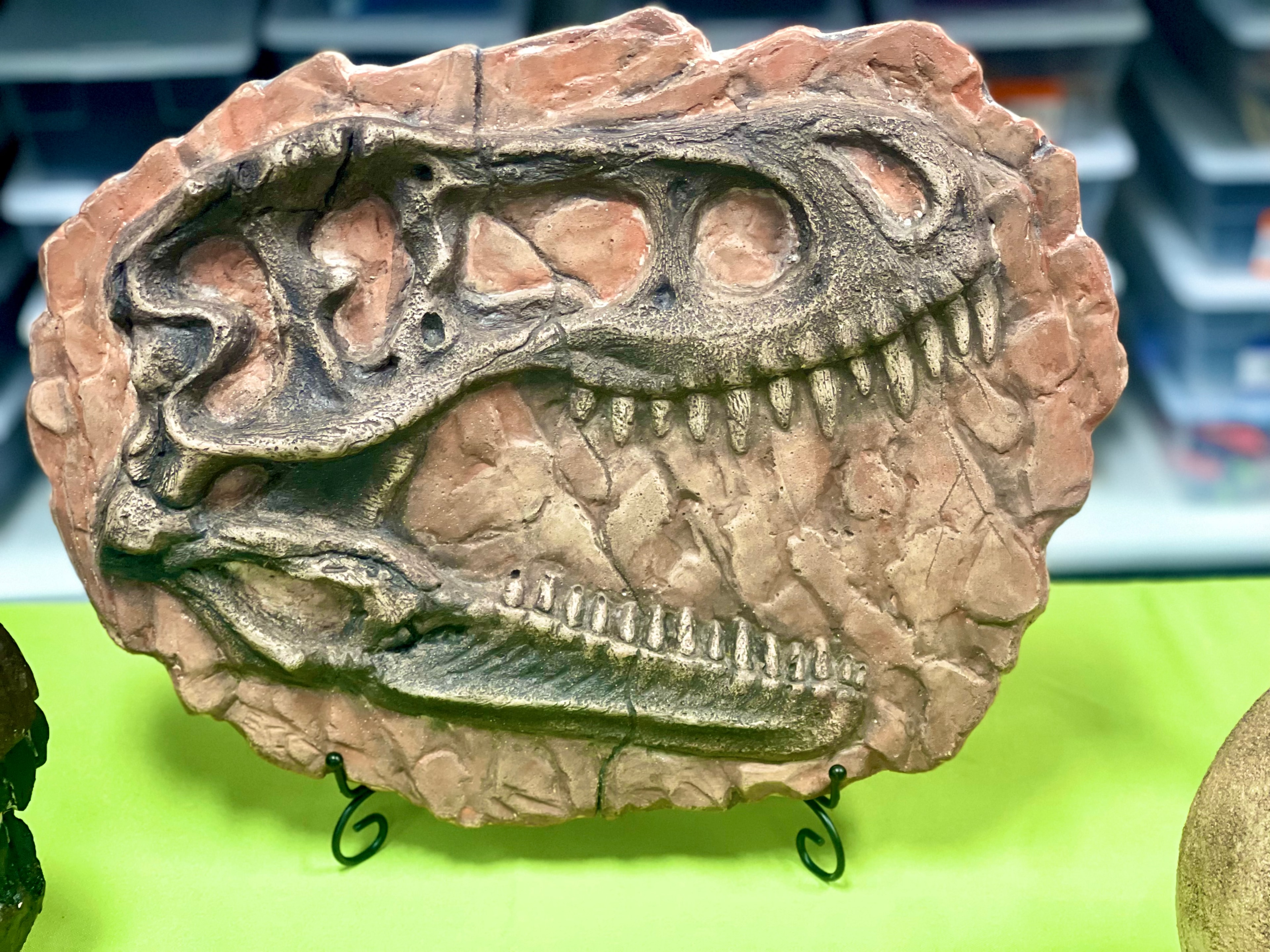 Dino Mike fossil experience