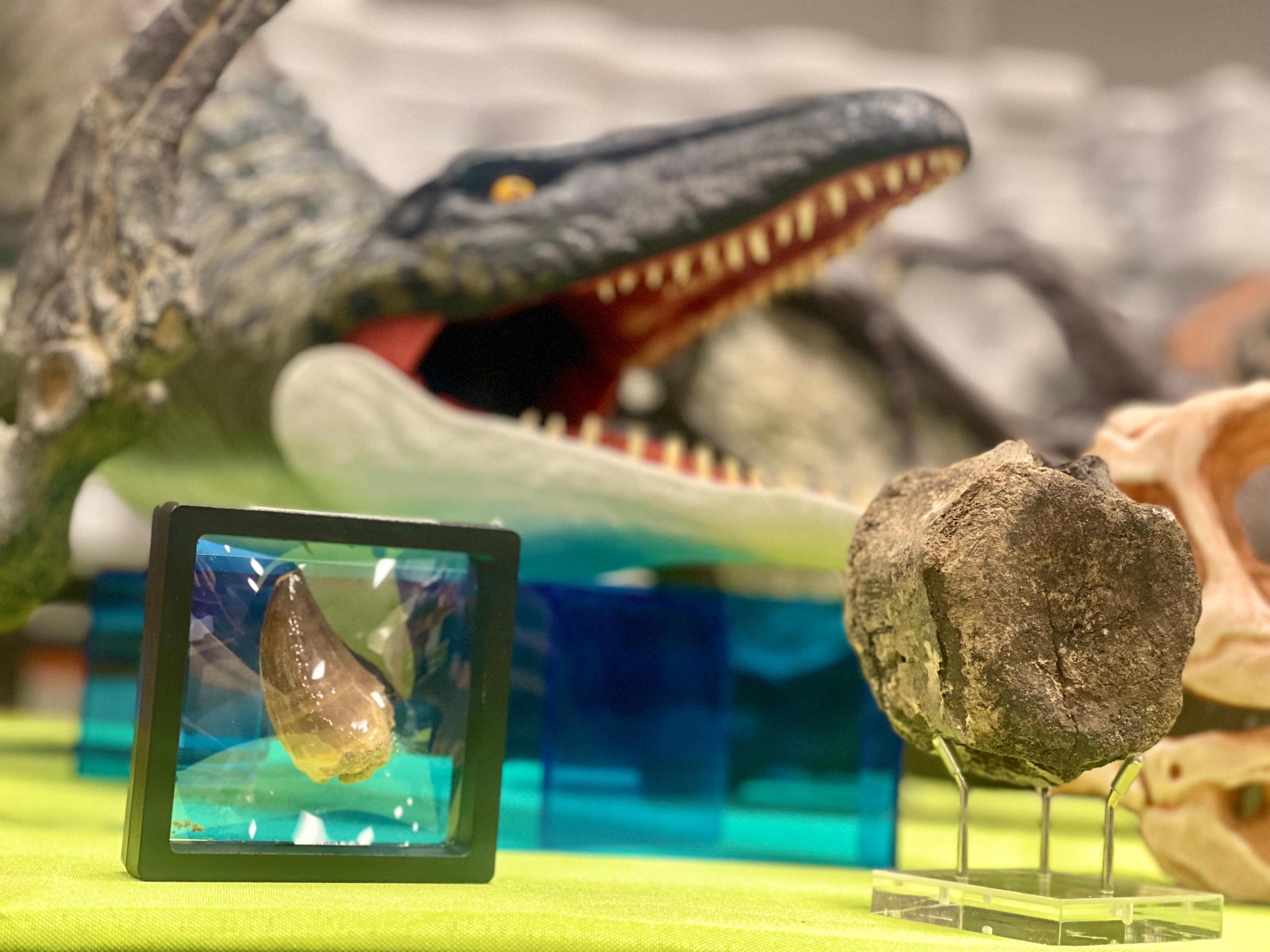 Dino Mike fossil experience